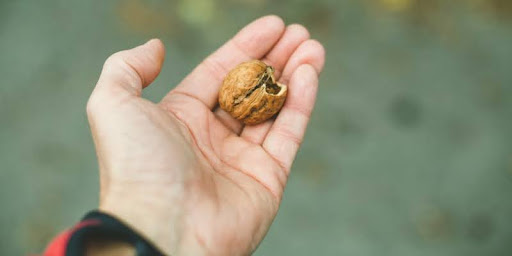 Hand houdt een biologische walnoot vast.